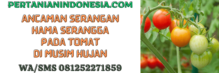ancaman,serangan,hama,serangga,tomat,musim hujan,pertanian indonesia